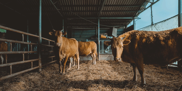 Cattle-shed