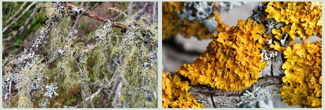 Địa y Old Man’s Beard và địa y Yellow Rosette Lichen