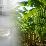 Đĩa petri thử nghiệm nấm trong phòng thí nghiệm chuyển cảnh sang vườn chuối ngoài thực tế