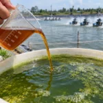 Cận cảnh một người rót dung dịch giấm gỗ màu nâu hổ phách từ ca đong có vạch chia vào thùng nước ao phủ tảo xanh, phía sau là ao nuôi tôm với dàn quạt nước đang hoạt động.